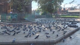 परंपरा पर पाबंदी या कुछ और? जम्मू-कश्मीर की दरगाहों में 'तहरी' और दाना डालने पर रोक