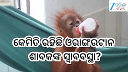 Orangutans Update: କେମିତି ରହିଛି ଓରାଙ୍ଗଉଟାନ ଶାବକଙ୍କ ସ୍ବାବବସ୍ଥା? ବିଶେଷଜ୍ଞଙ୍କ ପରାମର୍ଶରେ