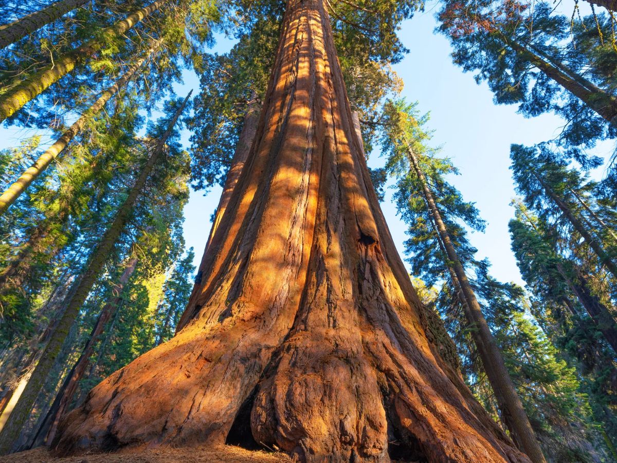 Yet Weighs 2000 Tons Roots Only 6 Feet How This Giant Tree California ...