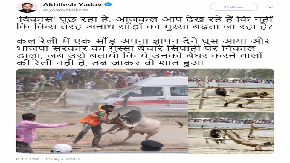 akhilesh yadav tweet and target BJP Government after stray bull created ruckus in Kannauj Rally