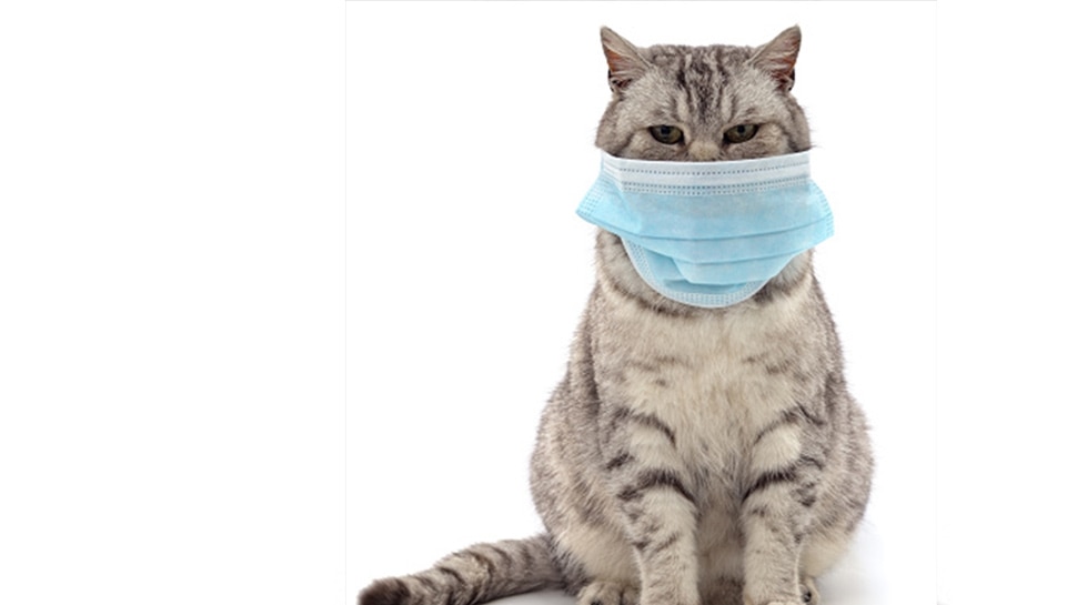 The virus found in dogs and cats is present everywhere in the world