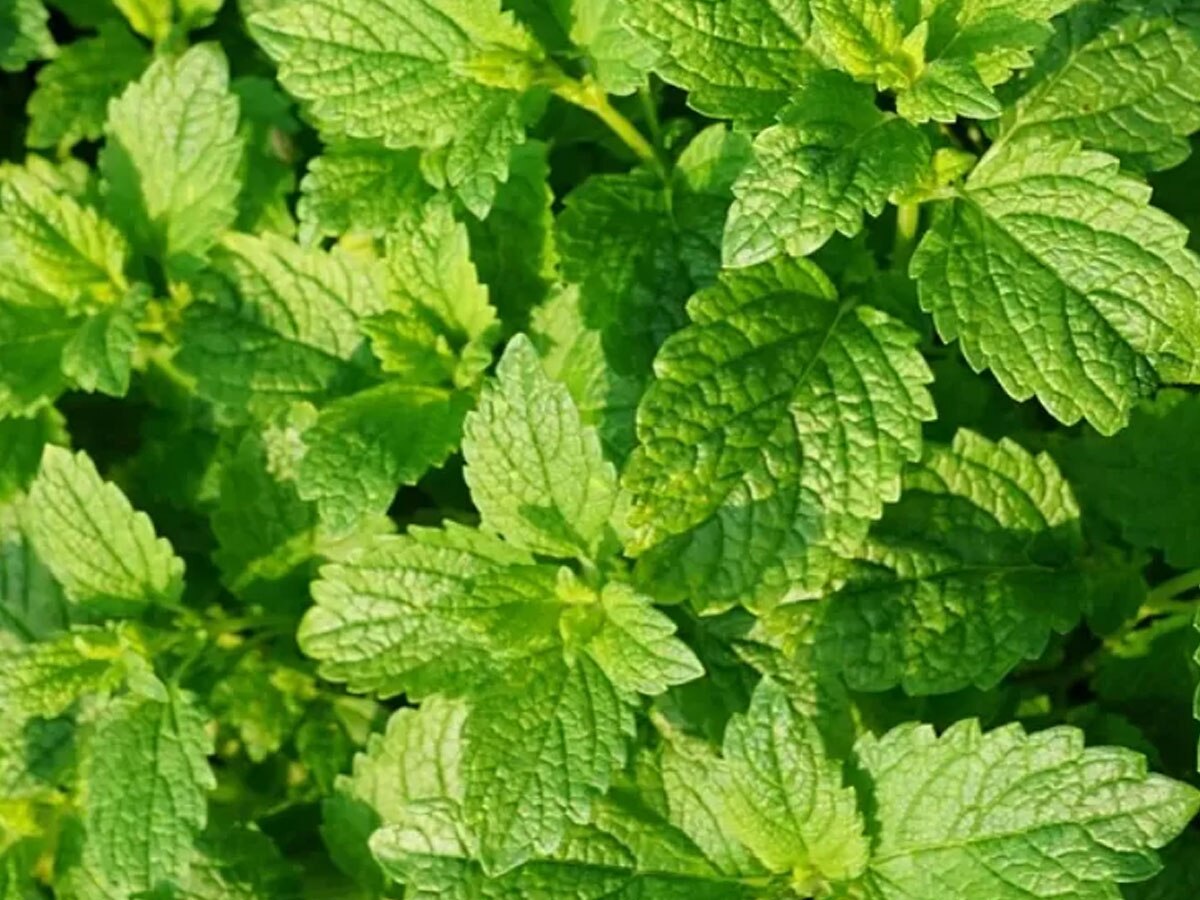 Healthy Green Leaves For Diabetes and Cholesterol Basil Tulsi Curry