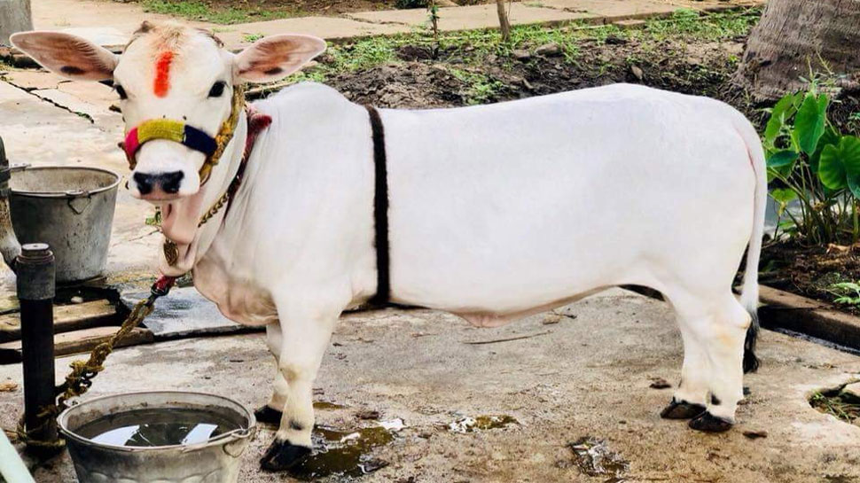 Know specialties of Baby Punganur Cow an endangered species of Andhra the whole social media and twitter is talking about | पूरा सोशल मीडिया हुआ पड़ा है जिस Baby Punganur Cow का