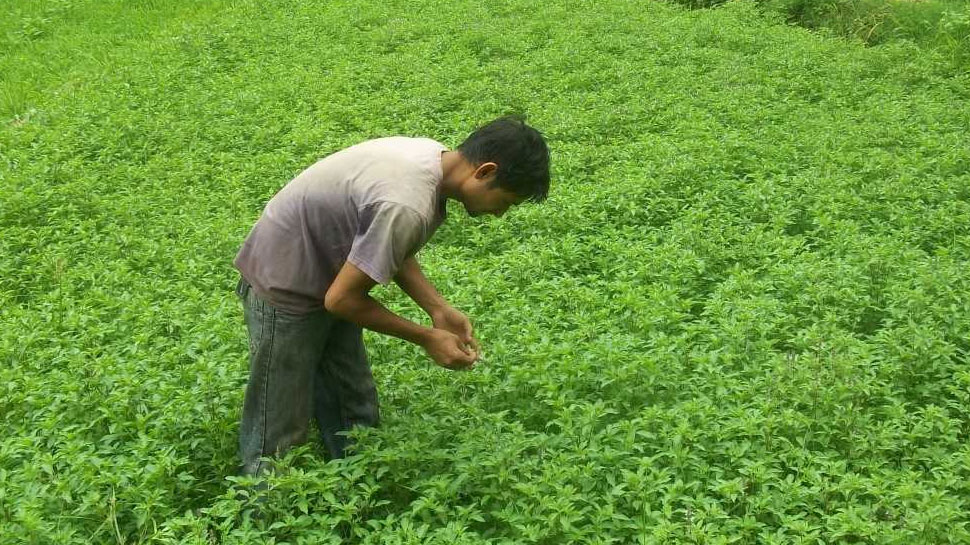 Chamoli: Tulsi teas of the mountains sold in abroad, farmers are earning in lakhs