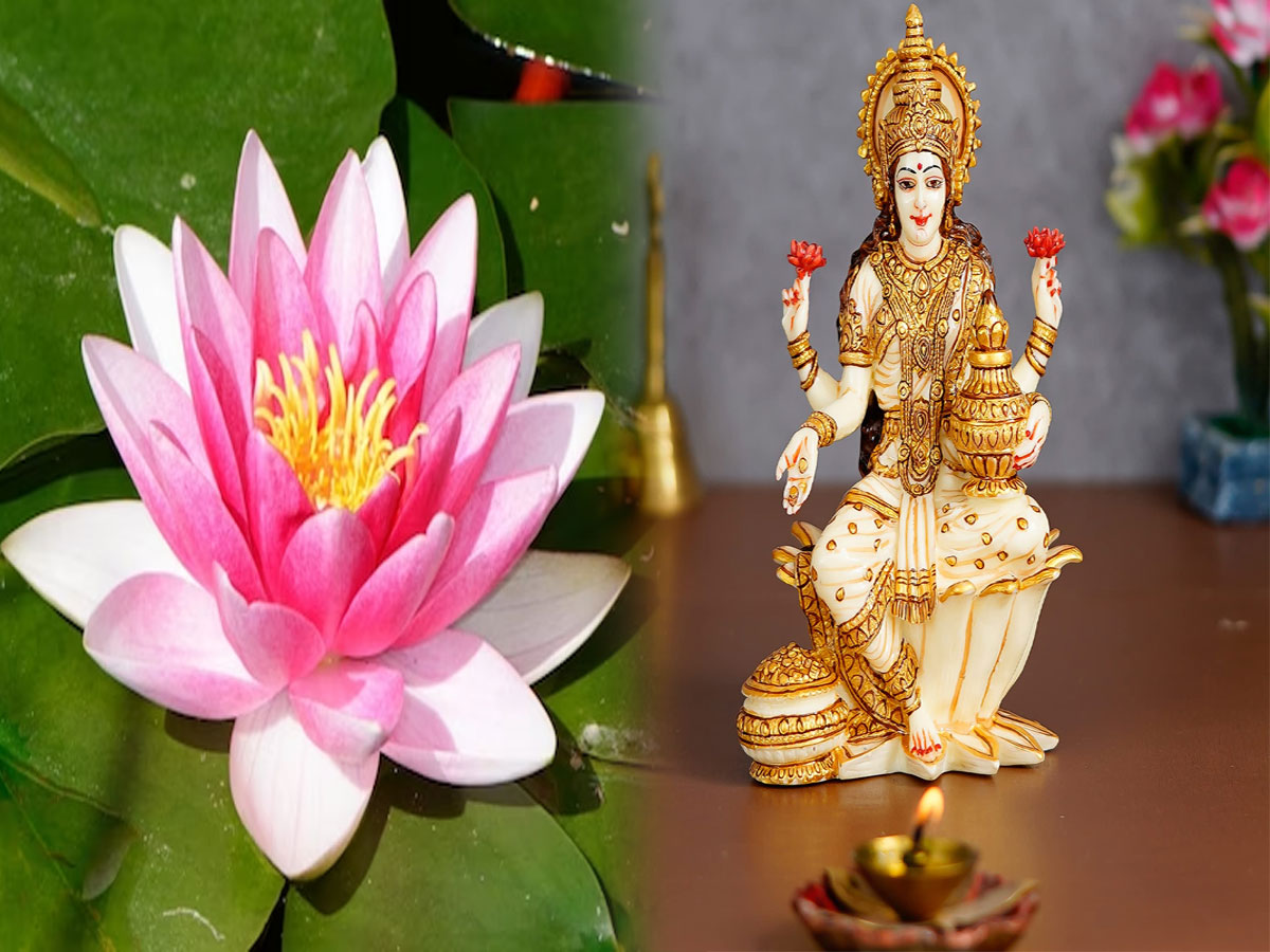 kamal fool kamal fool