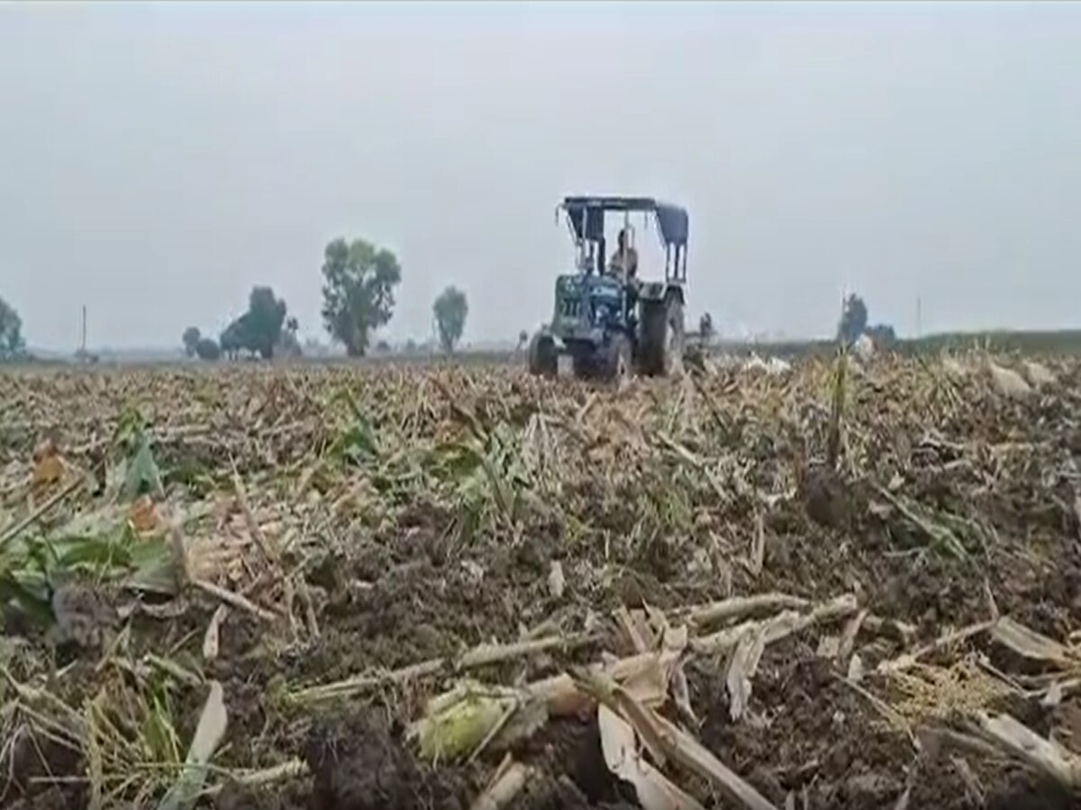 Haryana News: किसान ने 2.5 एकड़ के फसल पर चलाया ट्रैक्टर, कहा- प्रशासन ने नहीं ली सुध