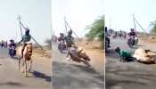 9 साल के बच्चे ने किए घुड़सवारी के खतरनाक स्टंट, VIDEO देख थम जाएंगी आपकी सांसें 9 साल के बच्चे ने किए घुड़सवारी के खतरनाक स्टंट, VIDEO देख थम जाएंगी आपकी सांसें