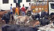 उत्तराखंड: गायों की देखभाल को लेकर मचा बवाल, जुलाई महीने में 107 गाय और पशुओं की मौत उत्तराखंड: गायों की देखभाल को लेकर मचा बवाल, जुलाई महीने में 107 गाय और पशुओं की मौत