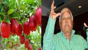रांची में नहीं मिल रहा कश्मीरी सेब, लालू यादव ने छोड़ी डॉक्टर की दो सेब खानी की सलाह रांची में नहीं मिल रहा कश्मीरी सेब, लालू यादव ने छोड़ी डॉक्टर की दो सेब खानी की सलाह