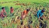 राजस्थान: किसानों के हितों के लिए सरकार का बड़ा फैसला, पंजीयन की सीमा को 10% बढ़ाया राजस्थान: किसानों के हितों के लिए सरकार का बड़ा फैसला, पंजीयन की सीमा को 10% बढ़ाया