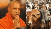योगी के रास्ते में न आए सांड, इसलिए लगी नौ इंजीनियरों की ड्यूटी, अब बैकफुट पर आया UP प्रशासन योगी के रास्ते में न आए सांड, इसलिए लगी नौ इंजीनियरों की ड्यूटी, अब बैकफुट पर आया UP प्रशासन