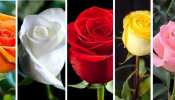 rose day special and every color of rose have different feelings