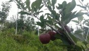 नैनीताल: सेब की खेती से आत्मनिर्भर बने सोबन सिंह बिष्ट, कर रहे सलाना तीन गुना कमाई नैनीताल: सेब की खेती से आत्मनिर्भर बने सोबन सिंह बिष्ट, कर रहे सलाना तीन गुना कमाई
