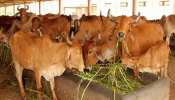 गौ भक्ति पर BJP-कांग्रेस में श्रेय की होड़, खुद को बता रहे सच्चे गौ भक्त गौ भक्ति पर BJP-कांग्रेस में श्रेय की होड़, खुद को बता रहे सच्चे गौ भक्त