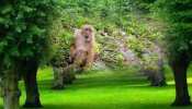 अरुणाचल प्रदेश में मिली बंदर की नई प्रजाति, जानें इसकी विशेषता