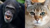 अगर चिंपांजी और बिल्लियों से हुई इंसानों की लड़ाई, जानें किसकी होगी जीत...