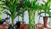 Vastu Tips: घर पर इस जगह रखें ये पौधा, परिवार से पैसों की टेंशन होगी दूर