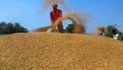 किसानों के लिए खुशखबरी! समर्थन मूल्य पर इतना धान खरीदेगी सरकार