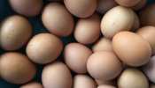 मुर्गी के अंडे से चार गुणा सेहतमंद है ये अंडा, एक बार के सेवन से ही हड्डियां हो जाती हैं मजबूत