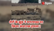 Viral Video group lions suddenly attacked the crocodile