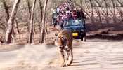 Tiger Video Lion entered in filmy style many vehicles were behind him people are liking the video very much