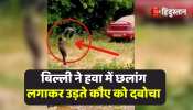 Viral Video cat hunted crow flying in the air by jumping high surprised to see the viral video