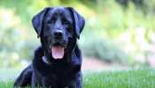 Swapna Shastra: सपने में नजर आया काले रंग का कुत्ता, जानें आपको क्या संकेत दे रहे भैरव बाबा