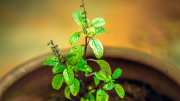 know about the amazing health benefits of tulsi plant