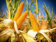 Sweet Corn Benefits:ब्लड शुगर और बैड कोलेस्ट्रॉल का खात्मा कर देगा स्वीट कॉर्न, बस खाते समय ध्यान रखनी है ये बात 