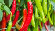 green or red chilli know which is best for your health health news