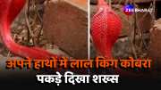 red painted rare king cobra snake video viral on social media 