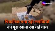 girls do picnic in park cow eats all food animal video viral
