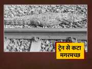 Video Of Crocodile Died On Spot After Cut Off By Train In Bagaha Bihar