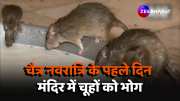 Rajasthan Karni Mata Mandir First day Chaitra Navratri rats indulgence