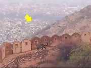 Jaipur News Movement of leopard in Nahargarh fort and Jaigarh area 