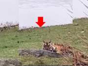 tigress Riddhi hunted crocodile watch Ranthambore tiger reserve viral jungle video 