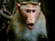Monkey in Dream: सपने में बंदर देखना शुभ या अशुभ? जानें किस बात का मिलता है संकेत