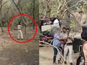 Ranthambore Tiger Reserve home guard pointed gun in front of drunk tiger watch video 