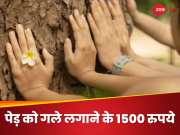 पेड़ को गले लगे लगाने के 1500 रुपये! कंपनी ने विज्ञापन देकर इंटरनेट पर मचाया बवाल
