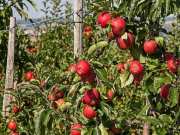 Himachal Kisan: लो हाइट में ग्राफ्टिंग तकनीक से बिना पैसे खर्च किए बागवान उगा रहे सेब, जानें तरीका