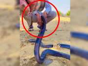 Rajasthan Snake News Man gave water to King Cobra with his hands