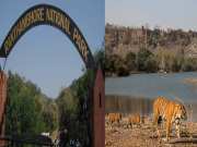 Rajasthan news: यदि आप भी रणथंभौर पार्क घूमने आ रहे हैं, तो याद रखें ये बदलाव