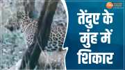Seoni News Leopard Keeping Prey In Jaws In Pench Tiger Reserve Video Viral