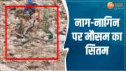 Ratlam News Nag Nagin Playing Snakes Come Out From Holes Due To Humidity Barish Me Saap Ka Video