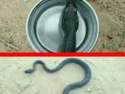 Rajasthan Viral Video Man gave water to thirsty king cobra