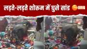 bulls fighting in jabalpur, jabalpur news, jabalpur bulls fighting news, bulls entered in cloths shop, bulls fighting in shop, 