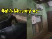 Man installed two ACs in stable video went viral on social media