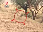 karuali News Cheetah reached Rajasthan from Cruno Safari Park 
