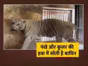 Patna Zoo Video Of Bhavani Tigress Seen Resting In Cooler Fan