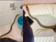 Snake comes out of toilet watch viral video 